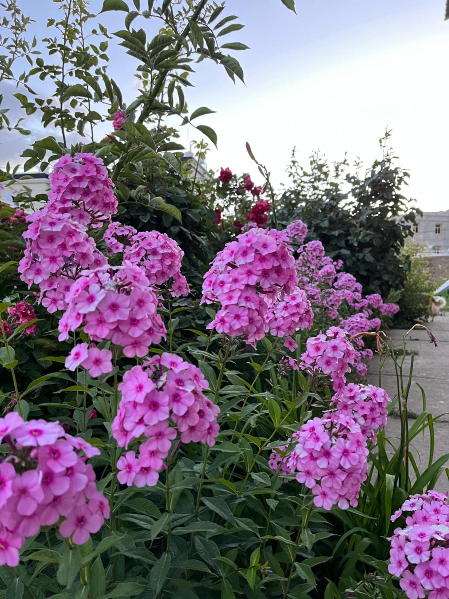 Chakzot Garden House Hotell Leh Eksteriør bilde